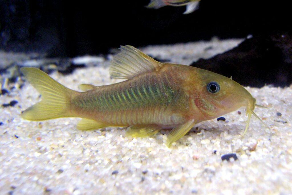 Corydora Catfish (most species)