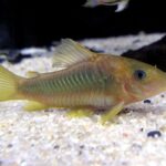 Corydora Catfish (most species)