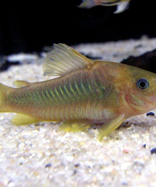 Corydora Catfish (most species)