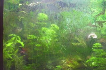 Solving Algae Buildup on Aquarium Glass