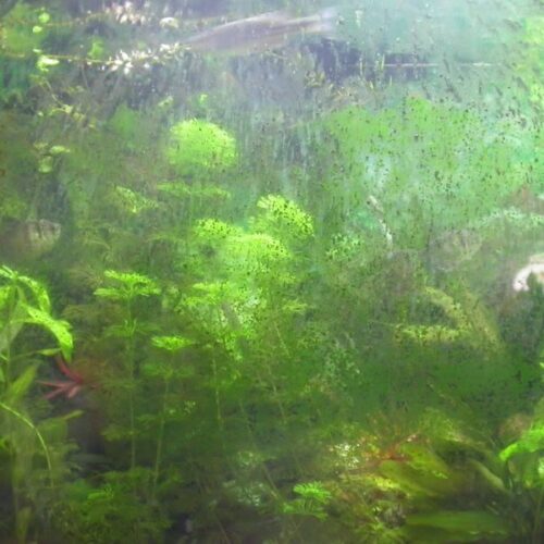 Solving Algae Buildup on Aquarium Glass