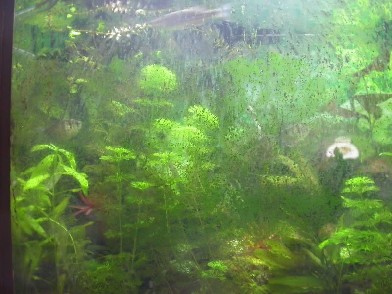 Solving Algae Buildup on Aquarium Glass