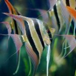 Angelfish (freshwater)