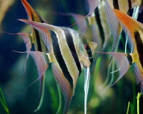 Angelfish (freshwater)