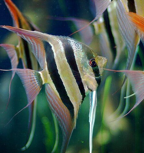 Angelfish (freshwater)