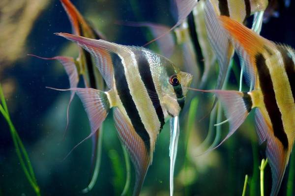 Angelfish (freshwater)