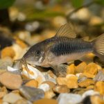 Corydora Catfish (most species)