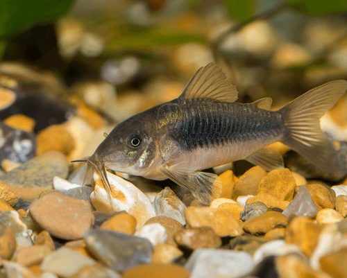 Corydora Catfish (most species)