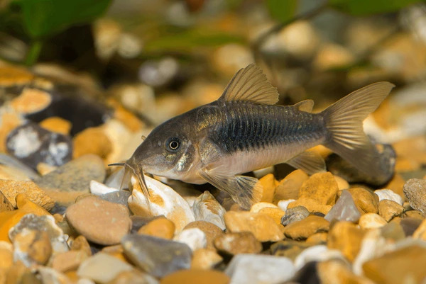 Corydora Catfish (most species)