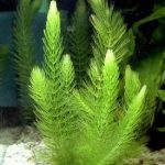 Hornwort