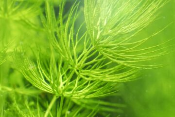 Hornwort