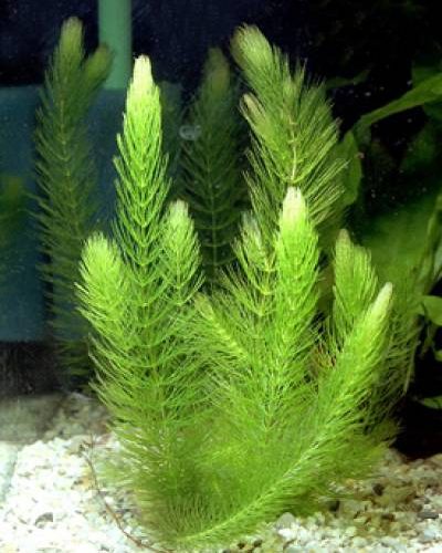 Hornwort