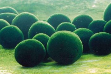 Marimo Moss Balls