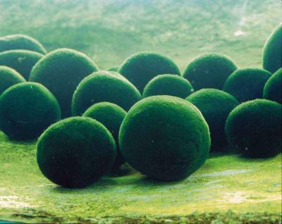 Marimo Moss Balls