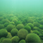 Marimo Moss Balls