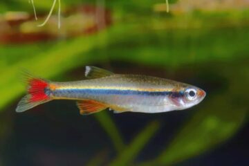 White Cloud Mountain Minnow