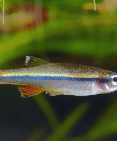 White Cloud Mountain Minnow