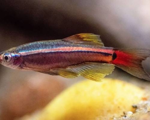 White Cloud Mountain Minnow