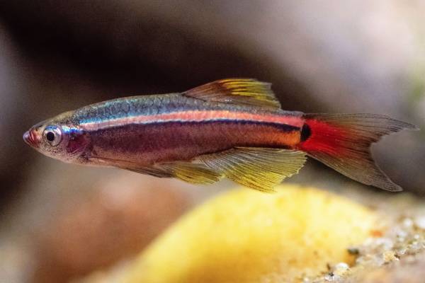 White Cloud Mountain Minnow