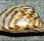 Zebra Mussels