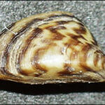 Zebra Mussels