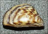 Zebra Mussels