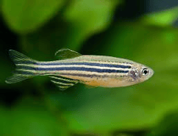 Zebra Danio