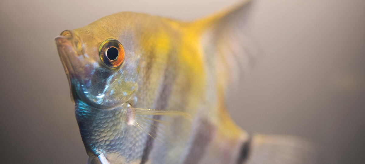Fact Sheet: Angelfish