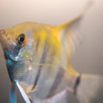 Fact Sheet: Angelfish