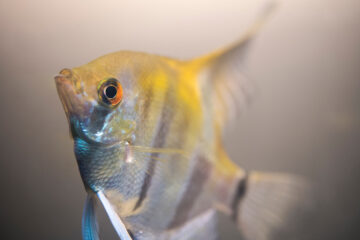 Fact Sheet: Angelfish