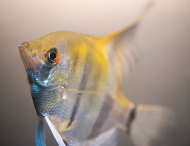 Fact Sheet: Angelfish