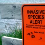 Invasive Species In Canada