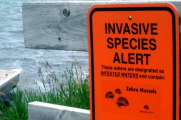 Invasive Species In Canada