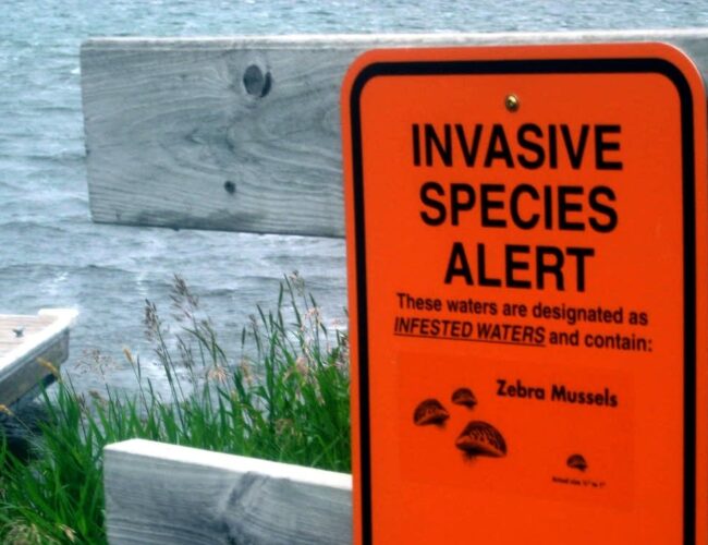 Invasive Species In Canada