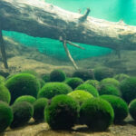 Fact Sheet: Marimo Moss Balls