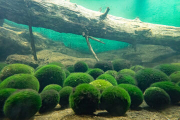 Fact Sheet: Marimo Moss Balls