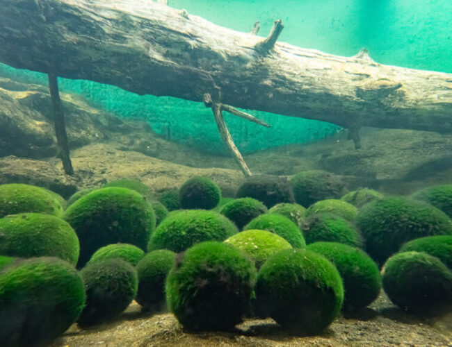 Fact Sheet: Marimo Moss Balls