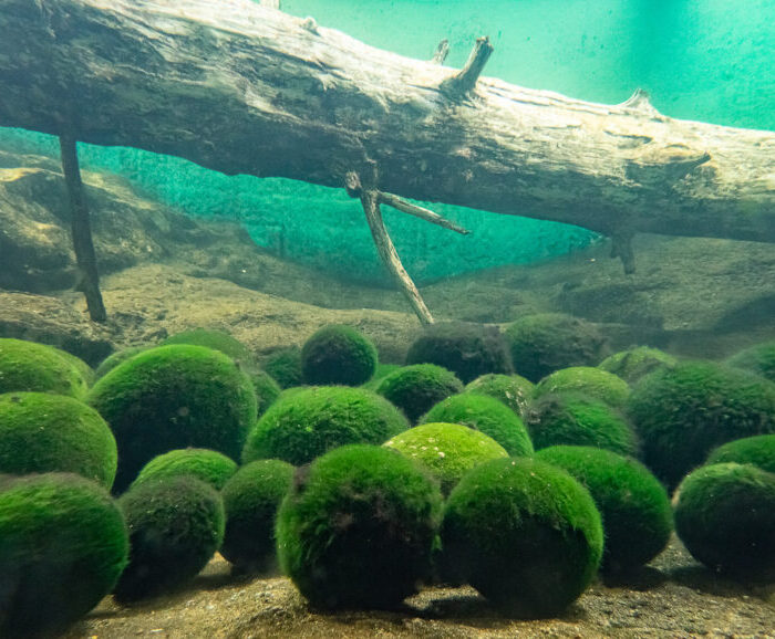 Fact Sheet: Marimo Moss Balls
