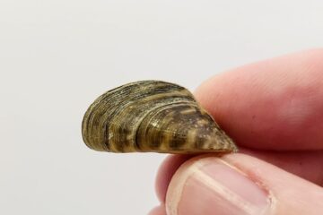 Zebra Mussels