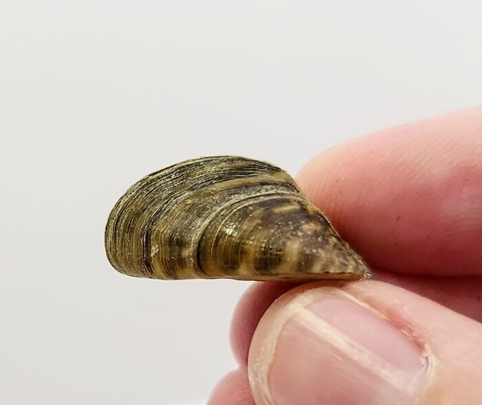 Fact Sheet: Zebra Mussels