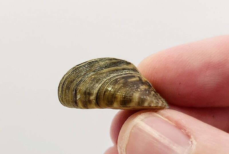 Zebra Mussels