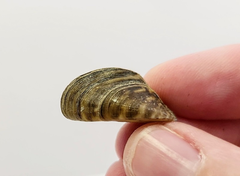 Fact Sheet: Zebra Mussels