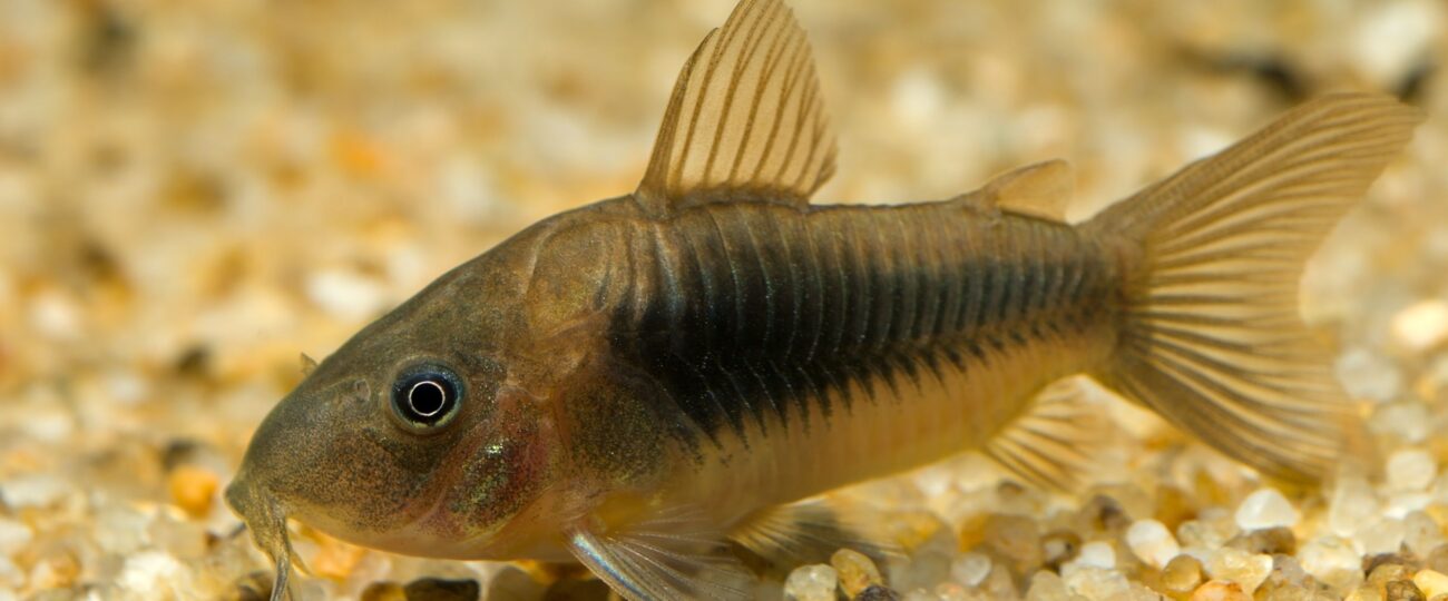 Fact Sheet: Corydora Catfish