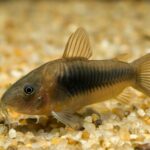 Fact Sheet: Corydora Catfish