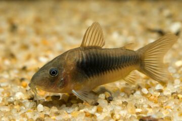 Fact Sheet: Corydora Catfish
