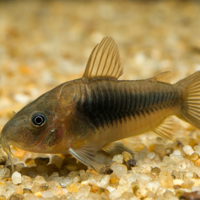 Fact Sheet: Corydora Catfish