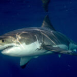 Endangered Sharks