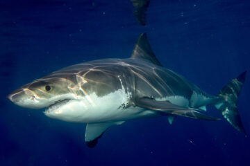 Endangered Sharks