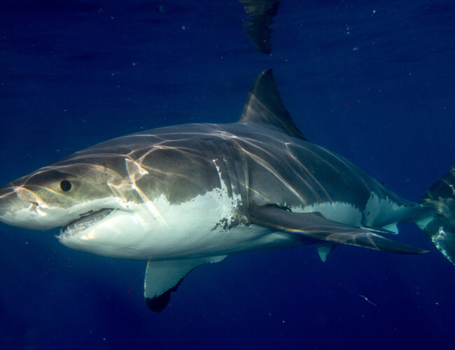Endangered Sharks