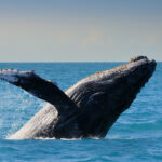 Whale Conservation
